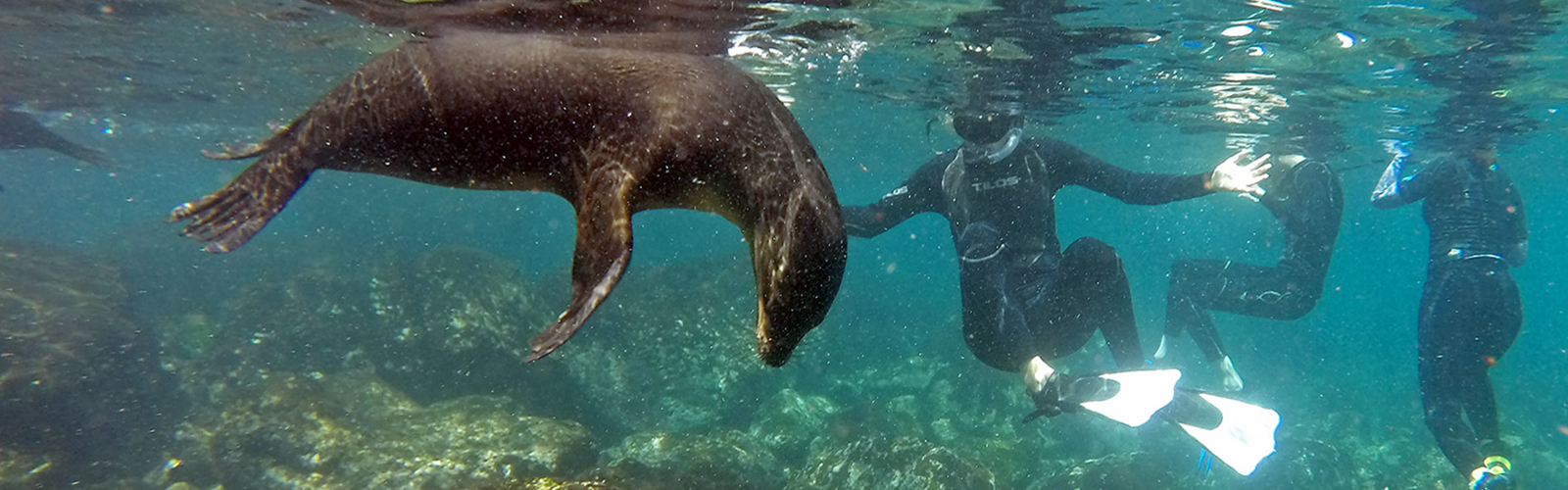 Students are snorkeling in the ocean and interacting with the marine animals. They are focused on their activities and looking away from the camera.